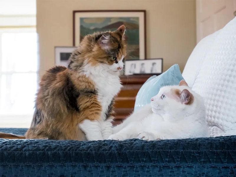 Compatibility with Other Cats