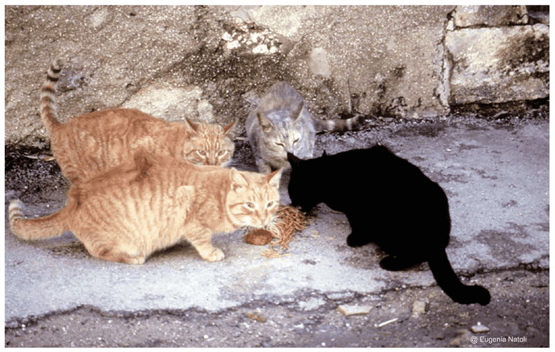 Conflict Avoidance