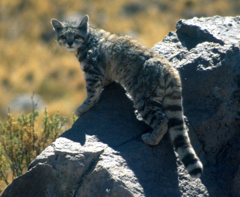 Conservation Challenges