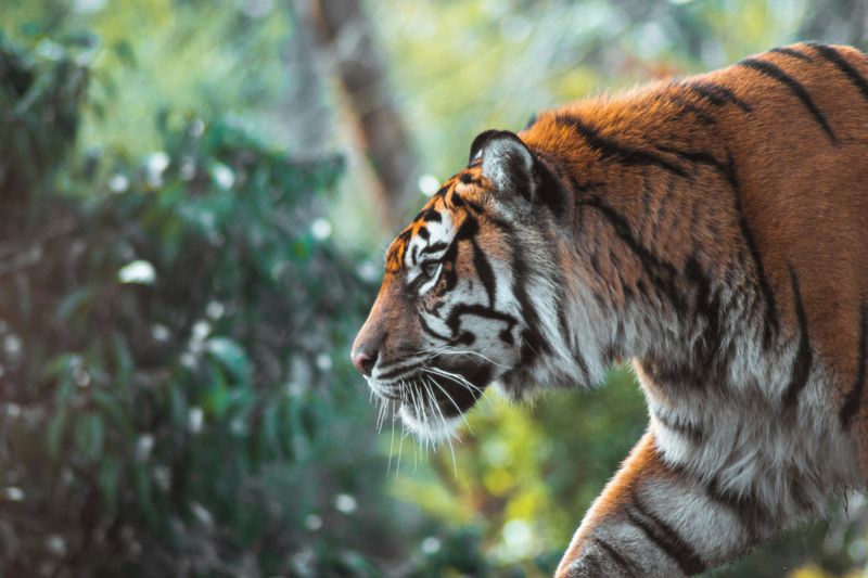 Conservation Success in India