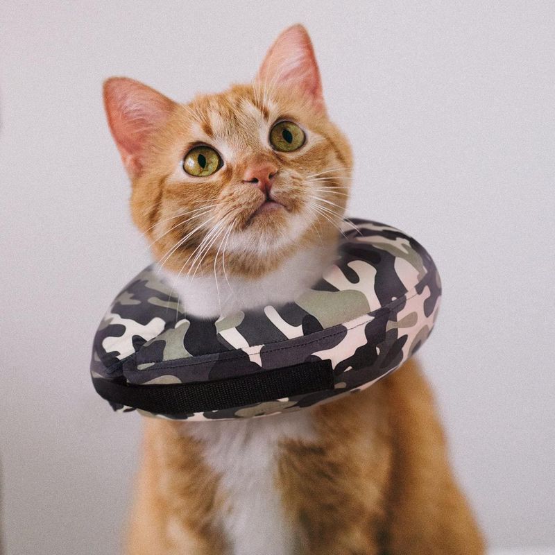 Consider an E-collar When Necessary