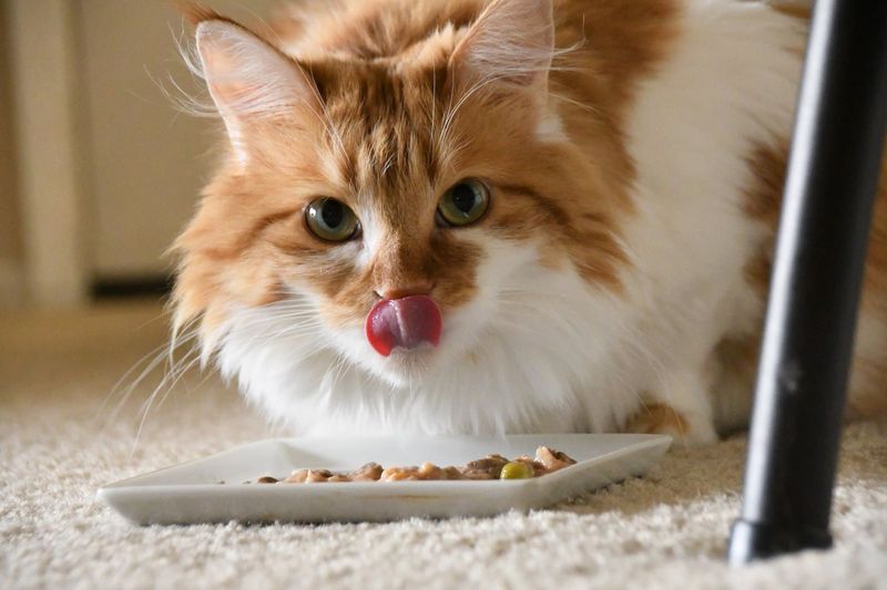 Consistent Feeding Schedule