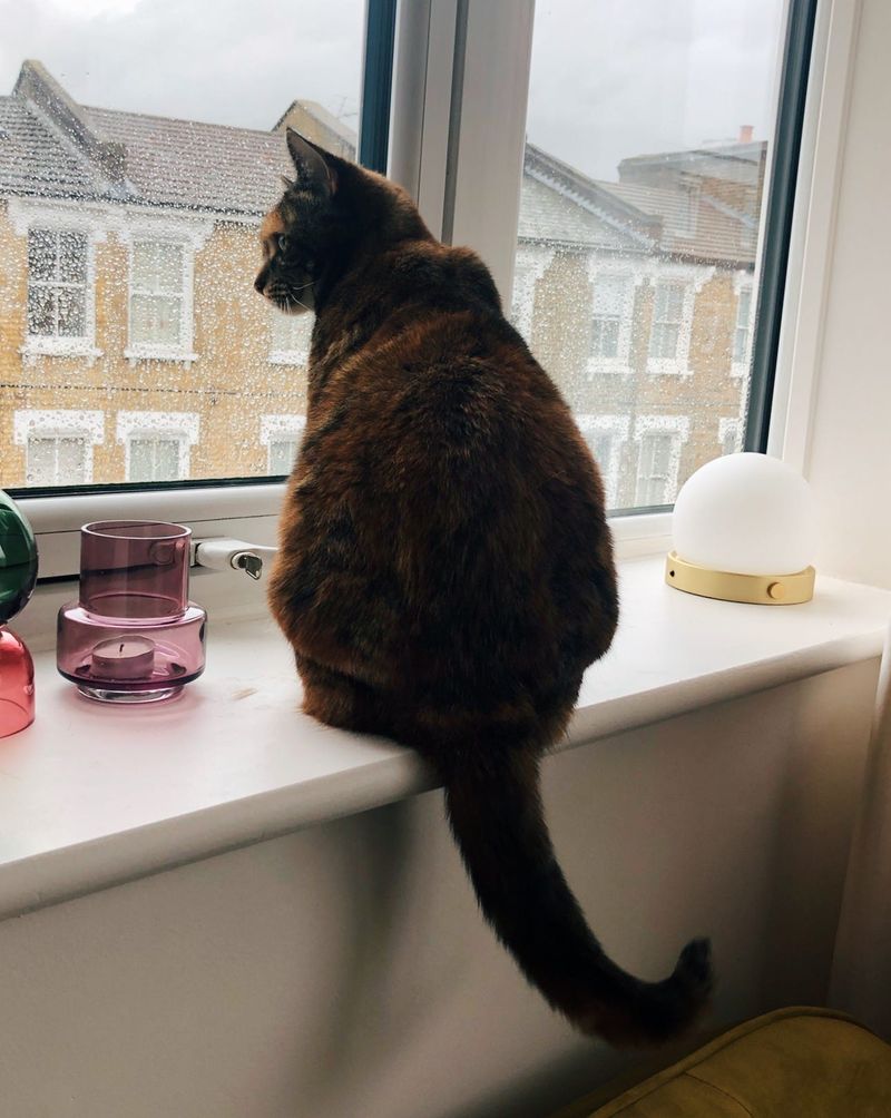 Contemplative Observation