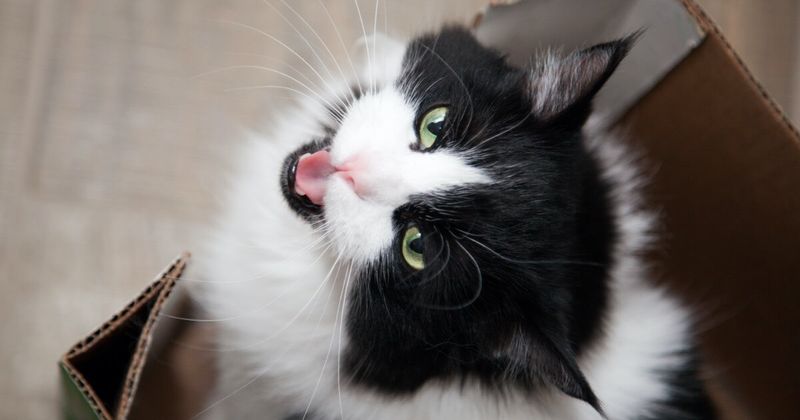 Contented Chirps and Trills