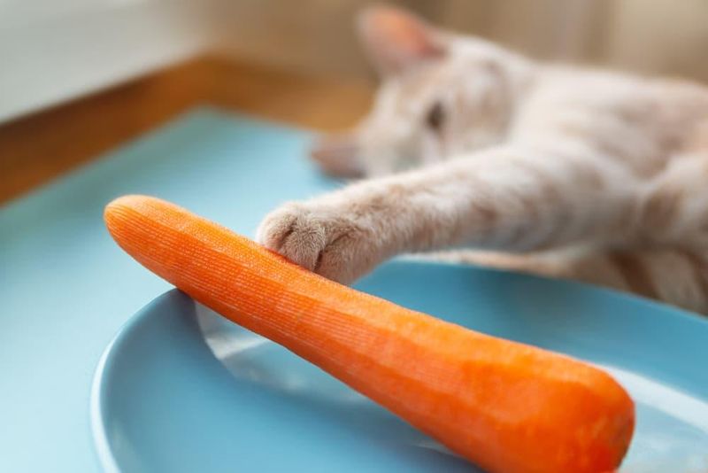 Cooked Carrots: Vitamin A Source