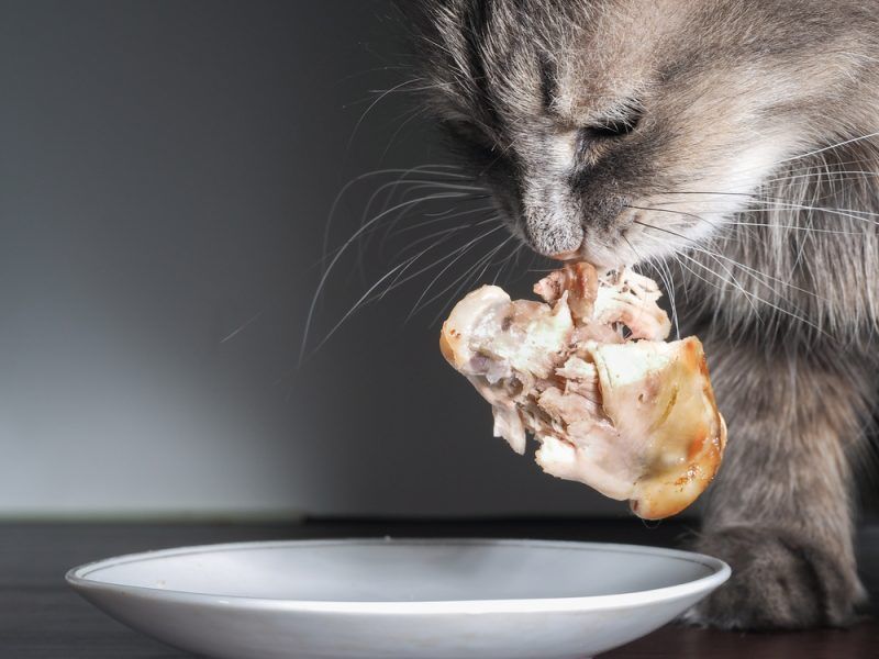 Cooked Chicken: The Purr-fect Protein
