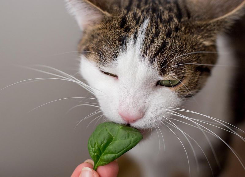Cooked Spinach: Iron-Rich Green
