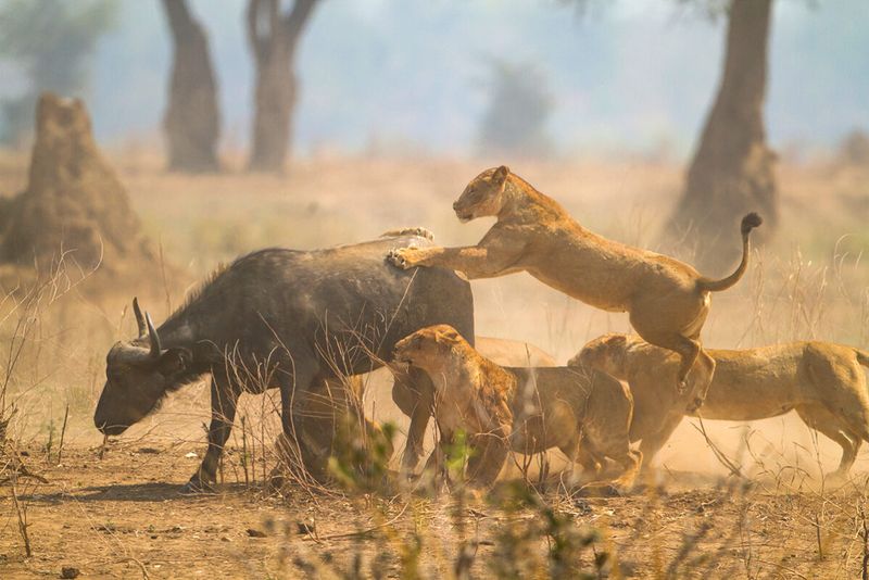 Cooperative Hunting Techniques