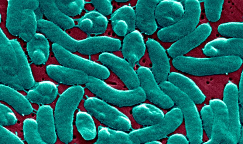 Flesh-Eating Bacteria