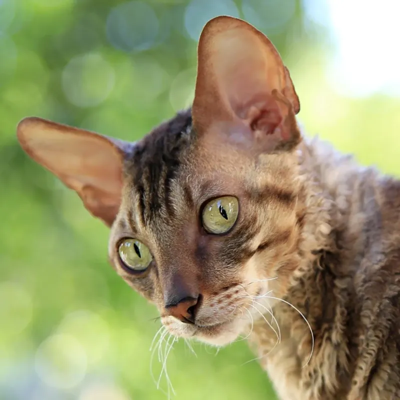 Cornish Rex