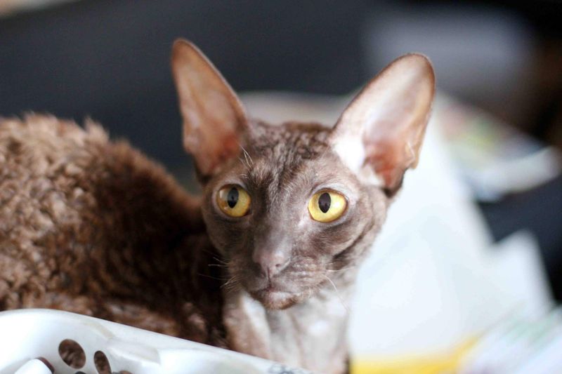 Cornish Rex