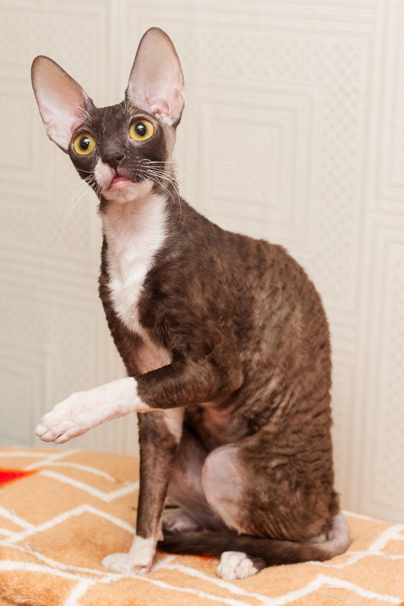 Cornish Rex