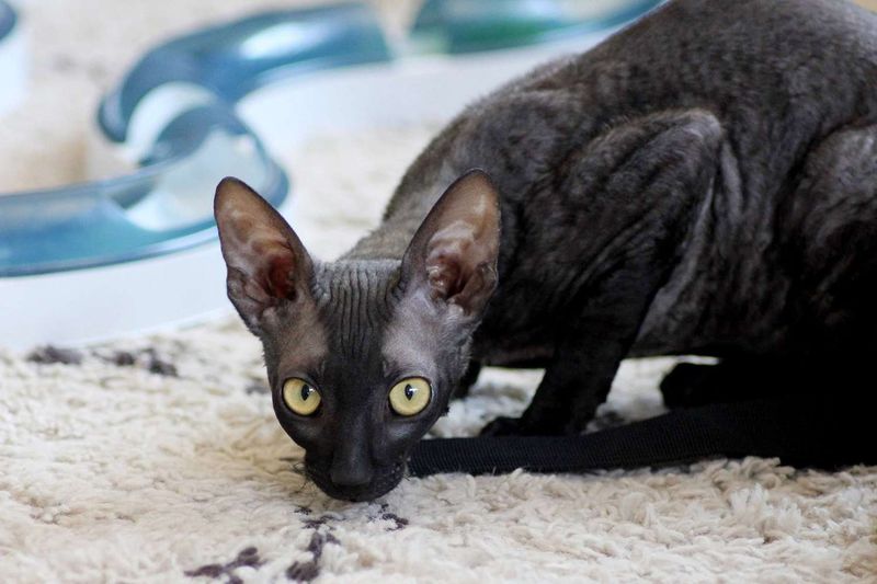 Cornish Rex