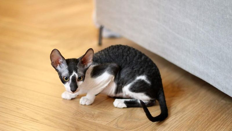 Cornish Rex