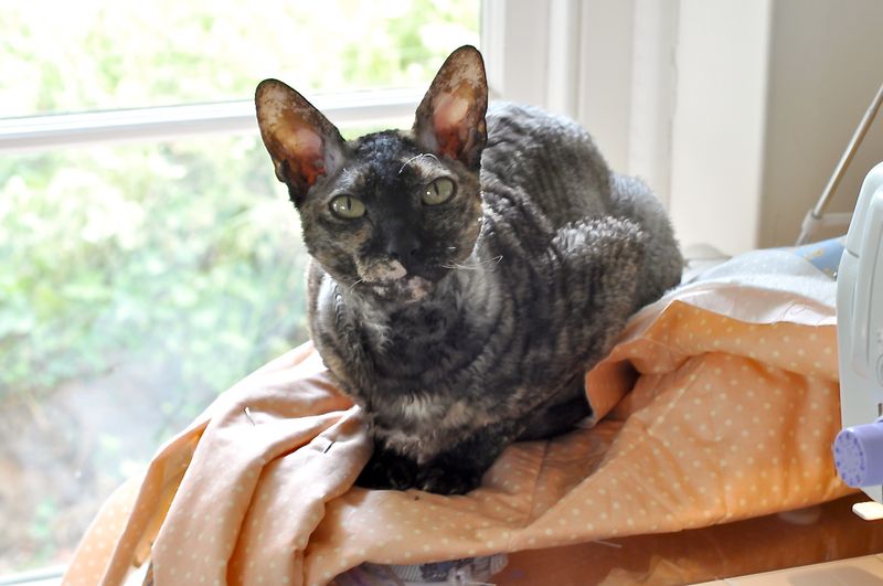 Cornish Rex