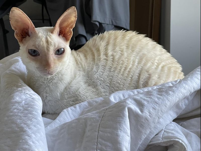 Cornish Rex