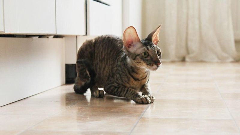 Cornish Rex