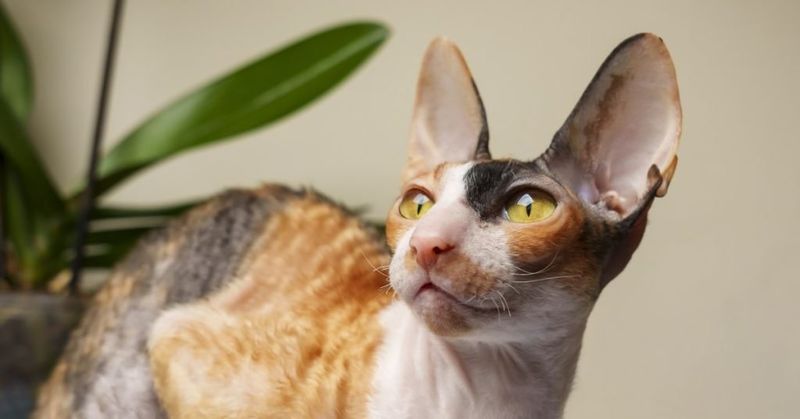 Cornish Rex