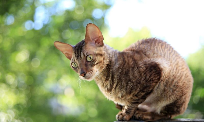 Cornish Rex