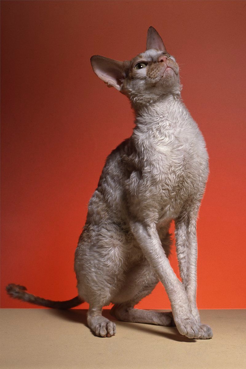 Cornish Rex