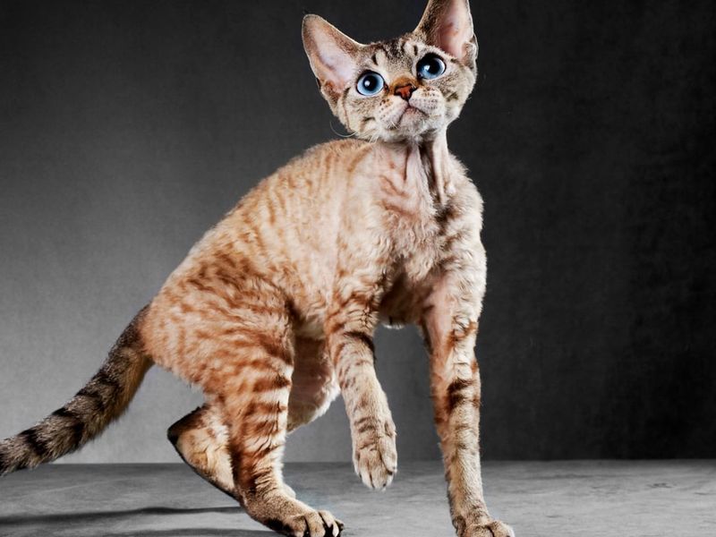 Cornish Rex Comeback