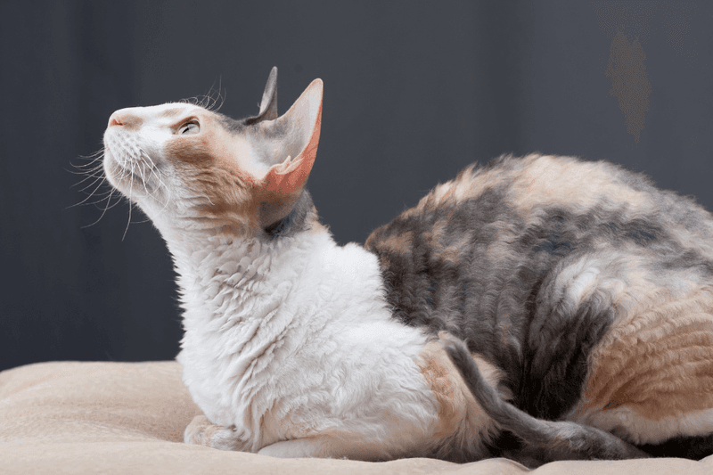 Cornish Rex
