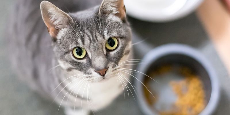 Cost Efficiency of Dry Cat Food