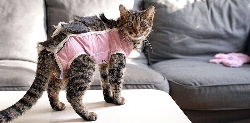 Cost of Spaying and Neutering
