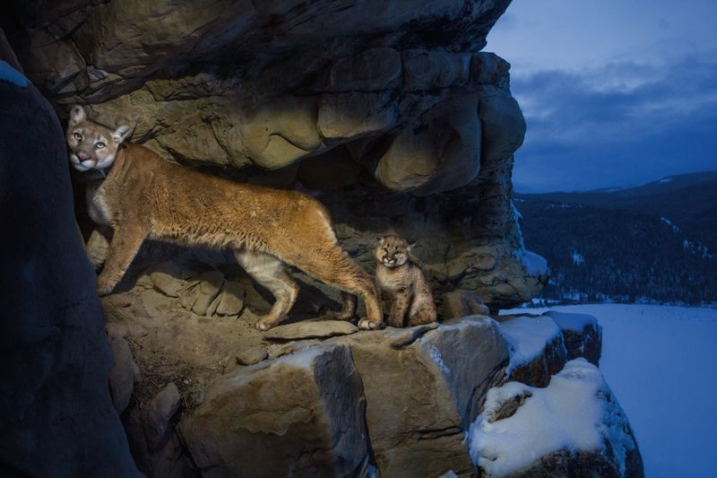 Cougar (Mountain Lion)