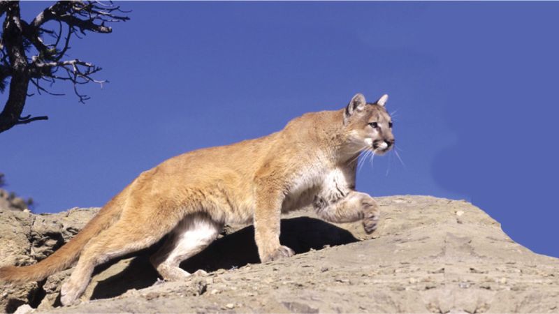 Cougar