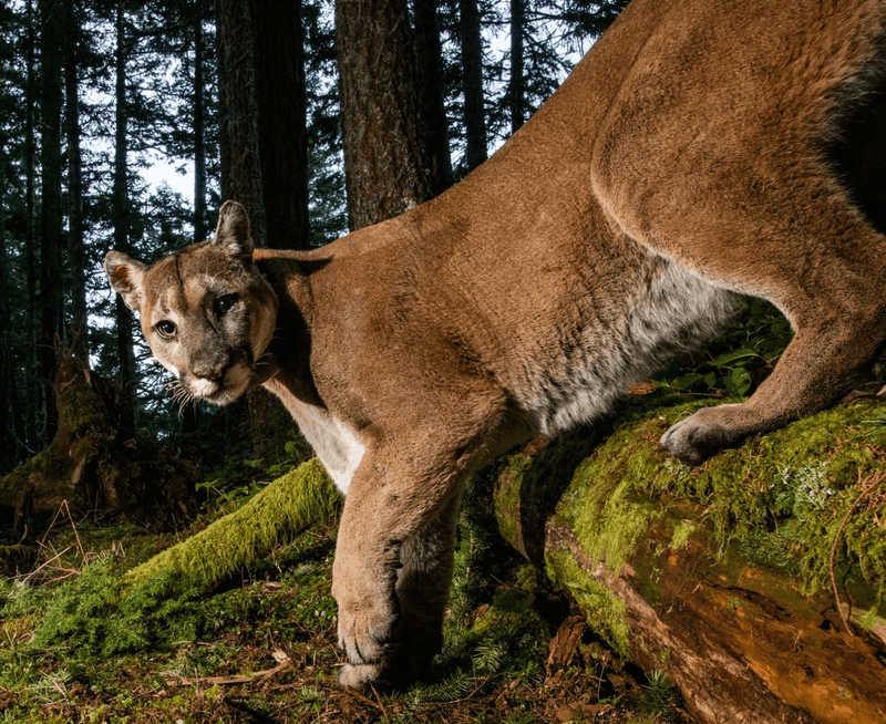 Cougar