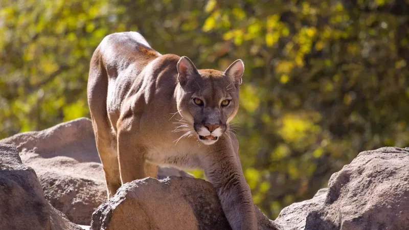 Cougar