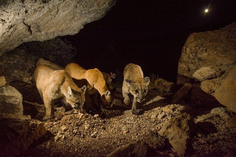Cougars (Puma concolor) – Americas