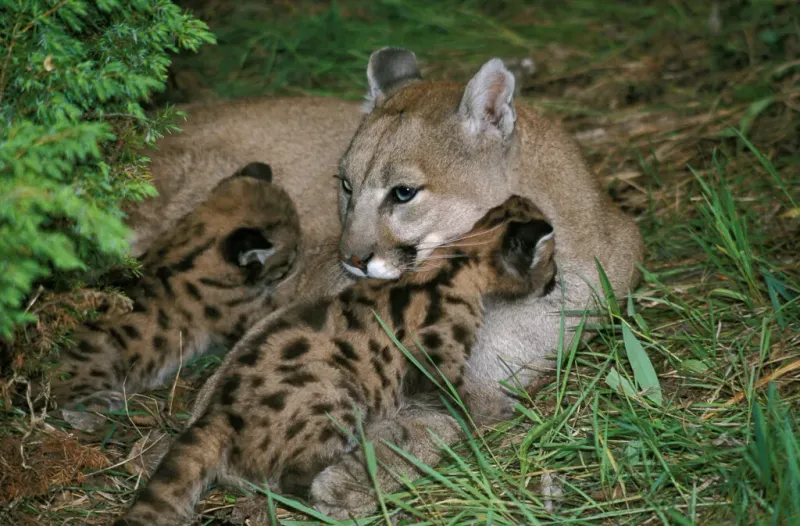 Cougars