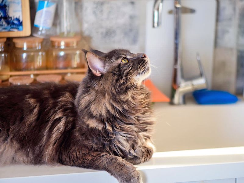Counter-Surfing Kitchen Thieves