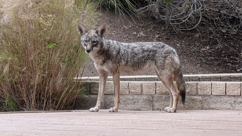 Coyotes