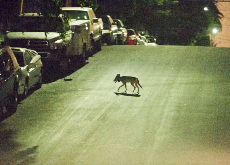 Coyotes
