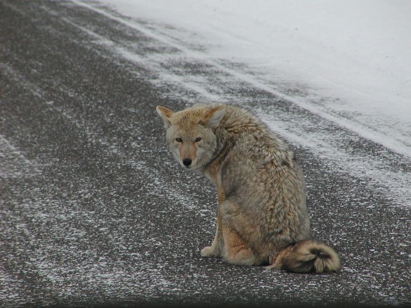 Coyotes