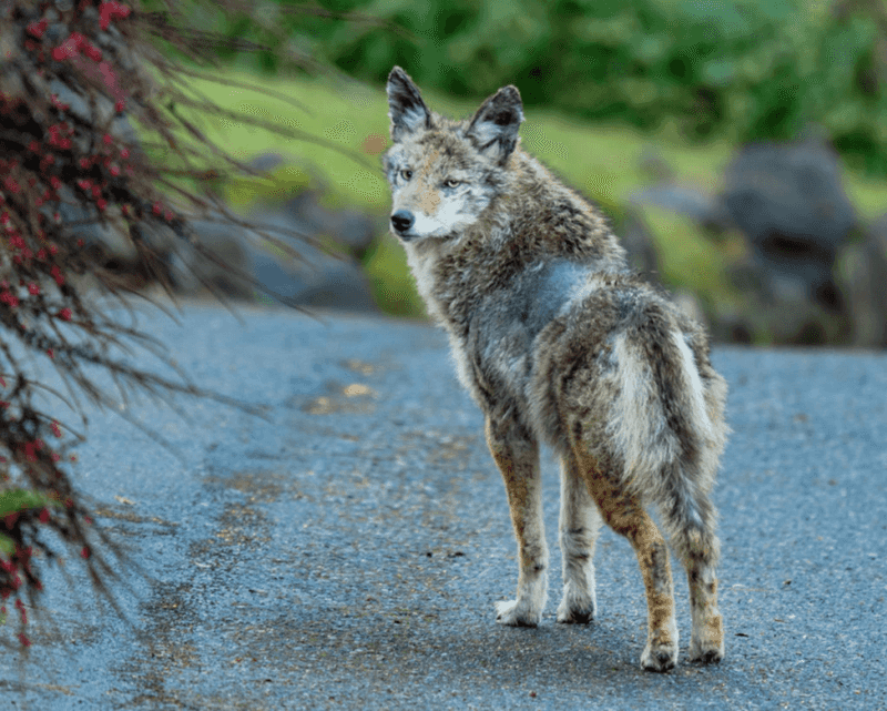 Coyotes