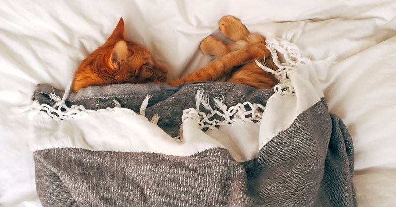 Cozy Bed Preparation