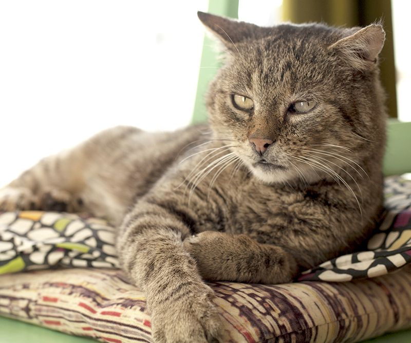 Cozy Heating Pads Ease Achy Joints