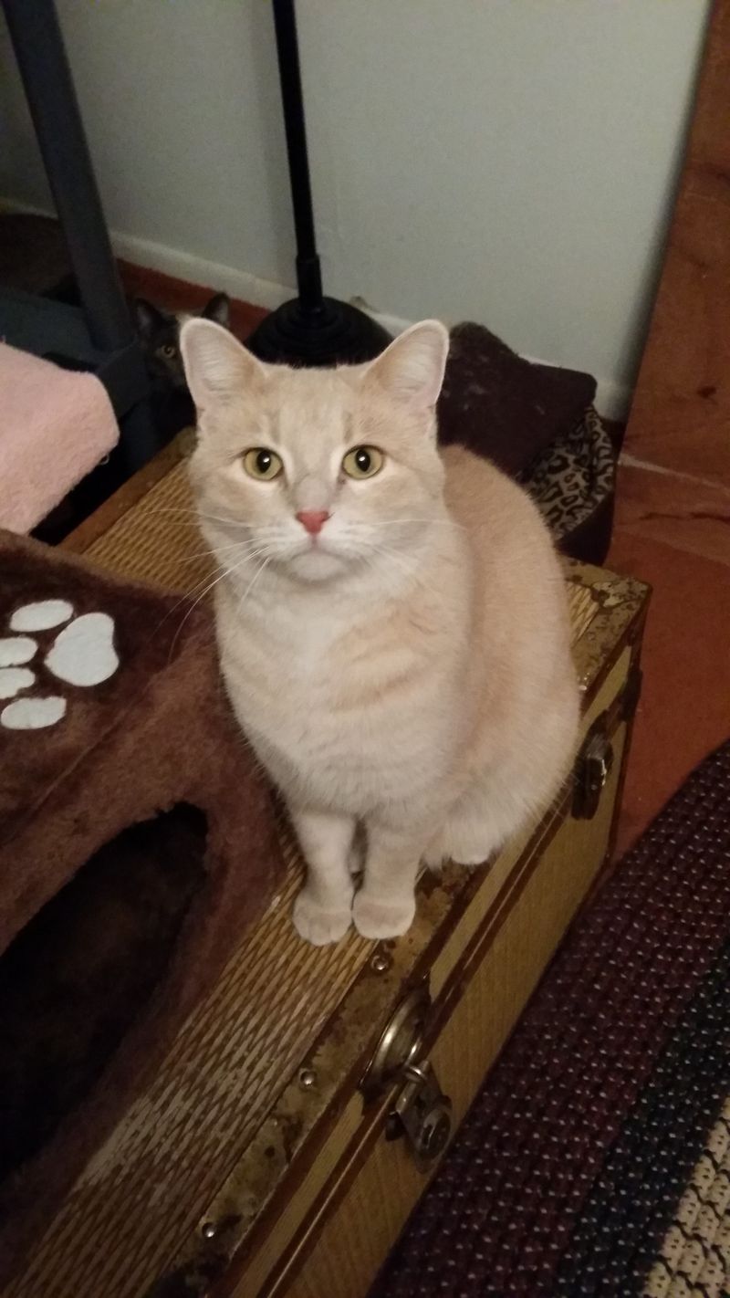 Cream Tabby