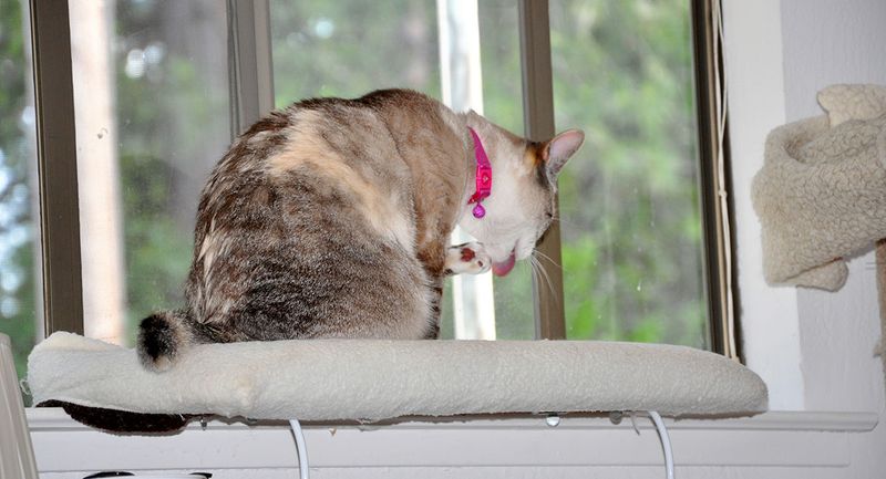 Create Elevated Resting Spots