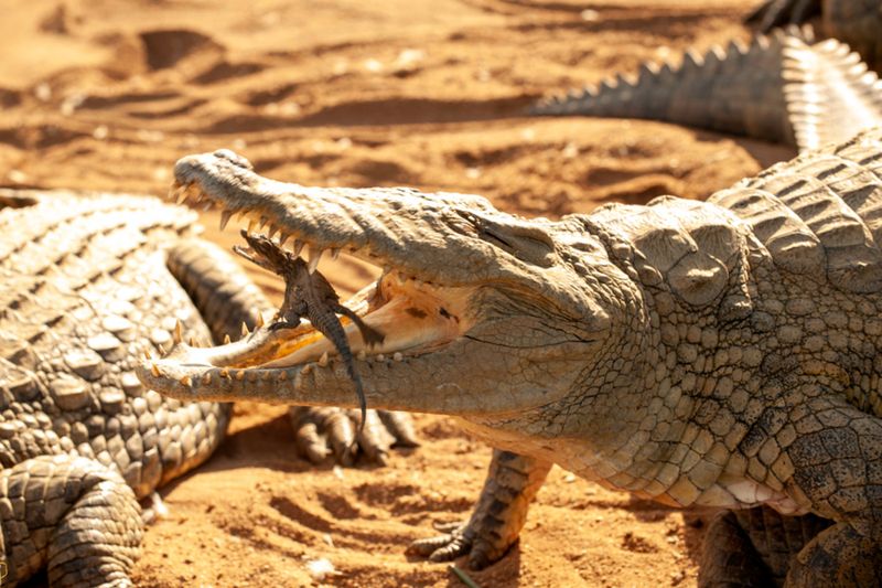 Crocodiles