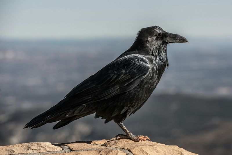 Crows and Ravens