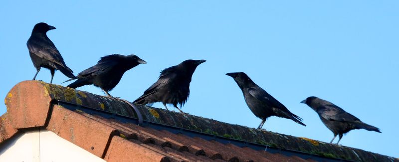 Crows