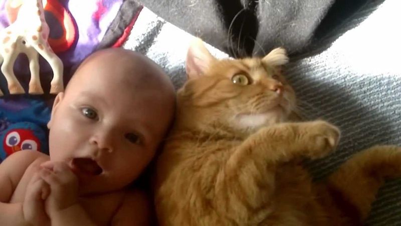 Crying Babies