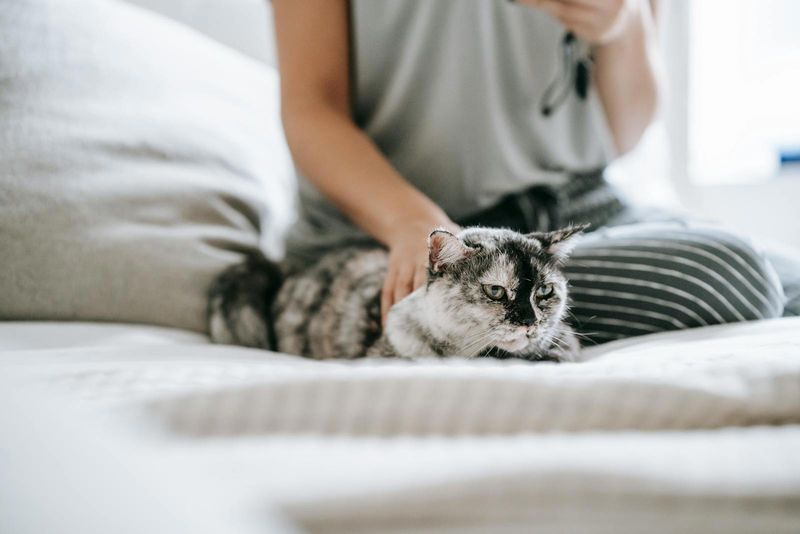 Cuddle and Petting Session