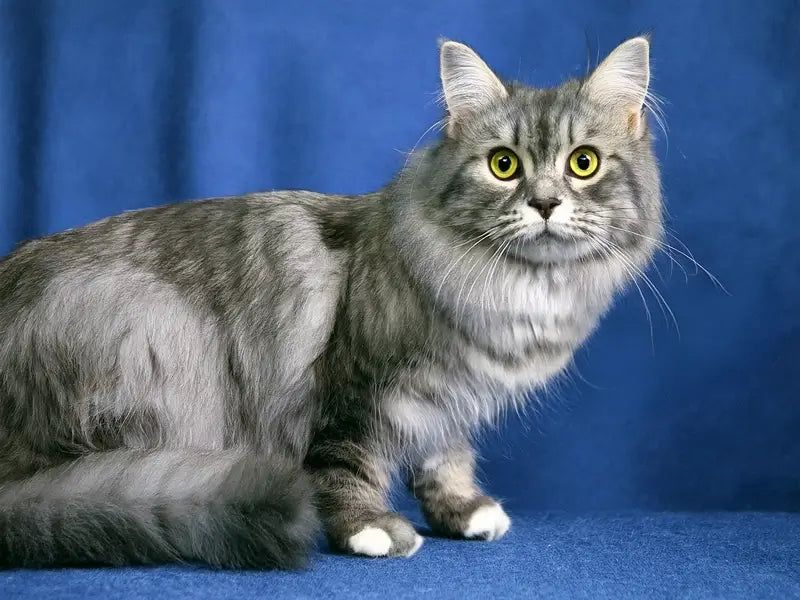 Cymric