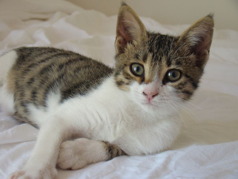 Cyprus Cat